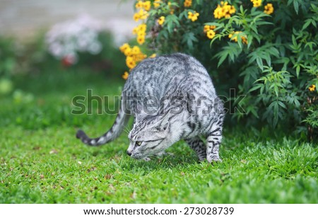 wild cat hunting on the garden