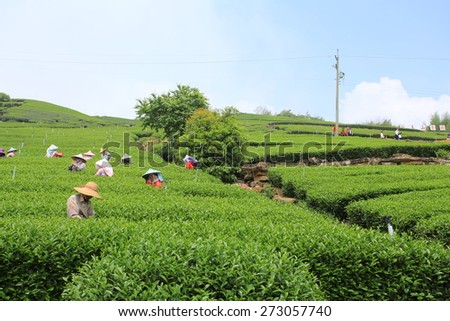 CHIAYI,TAIWAN;APRIL 11: worker collect the new tea leaves in tea field on Alishan range in Chiayi on 11 April 2015. Tea in Alishan is famous in asia, april is the season of collecting tea leaf.