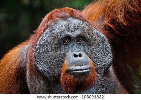 Dominant male orangutan with developed cheek pads signifying its dominant status. He is looking at the camera. The background is dark and provides room for copy if required.