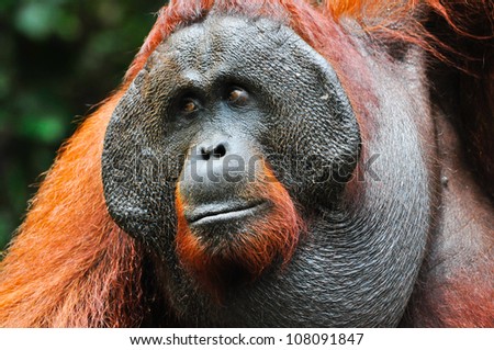 Dominant male orangutan with the signature developed cheek pads that arise in response to a testosterone surge. The background is defocused dark green foliage and provides some room for copy.
