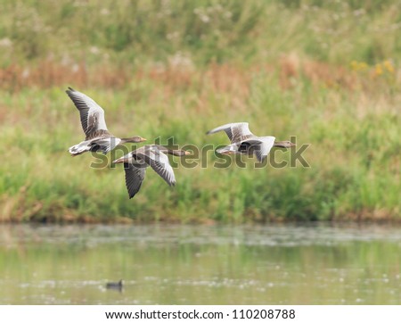 Three greylag geese flying low over open water, Old Moor RSPB Reserve, South Yorkshire, UK. The birds are centrally placed, flying left-to-right with water below and greenery behind. Room for copy.