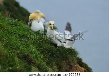 Two Northern Gannets (Morus bassanus) gather grass for nest building on a cliff top.