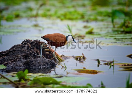 African Jacana (Actophilornis africanus) walks across lily pads in a Ugandan swamp.