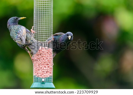 Two adult common starlings (Sturnus vulgaris) perch on a mesh bird feeder in an urban British garden. Horizontal format with copy space.