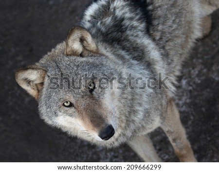Portrait of  grey wolf standing isolated on dark background