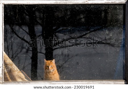 Cute cat sitting behind the window. isolated