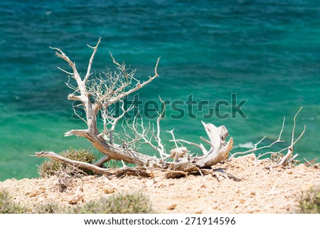 dry tree on stone beach, sea background, ocean background, blue and turquoise water, island of Rhodes, Greece