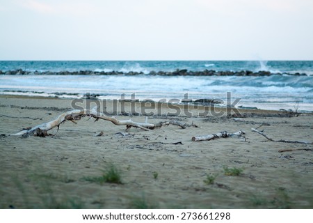 view of sea, sand beach with dry tree in the evening, sea tide, natural photo, wet sand and waves, Bibione, Italy