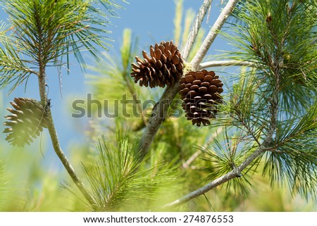 cones on tree, pine branch, pine cone and branches