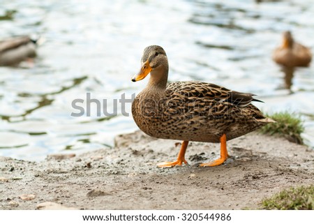 ducks near water, red foot, lake or river, swimming ducks, standing duck, autumn, spring, winter and summer