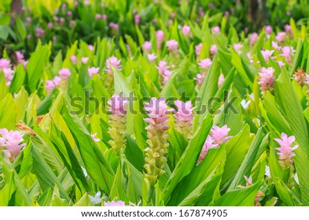 Siam tulip flower or Curcuma aeruqinosa flower.
