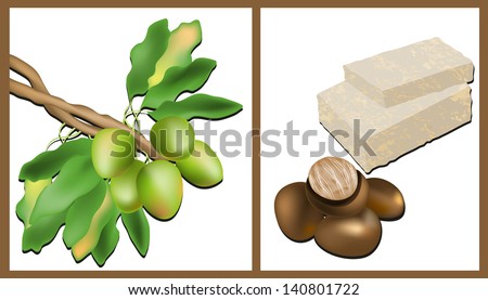Branch of the Shea tree, Shea nuts and Shea Butter . Raster version of vector illustration