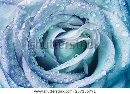 Close-up view of beautiful wet blue rose