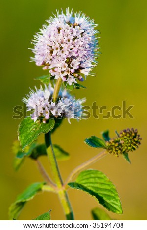 Wild Mint Flower