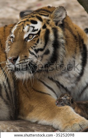 Tiger with just born cub