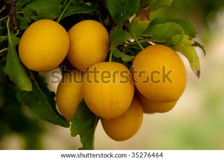 Yellow ripe Mirabelle Plums