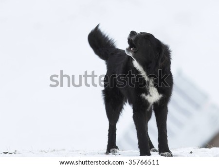 black sheepdog