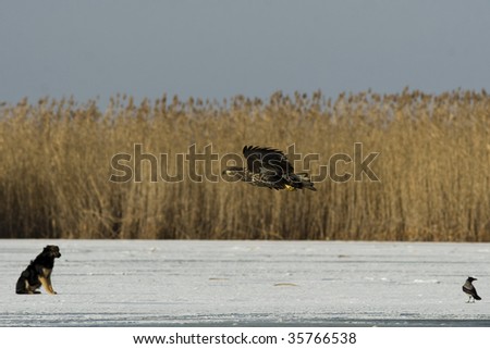 White Tiled Eagle soaring over dog and crow