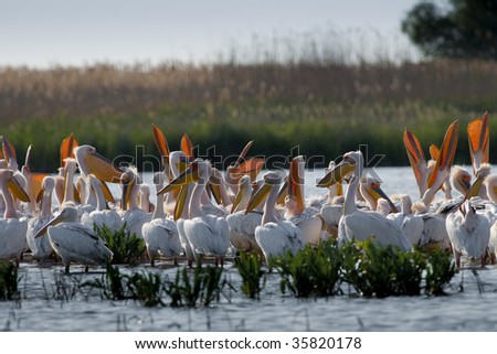 Flock of American White Pelican Yawning