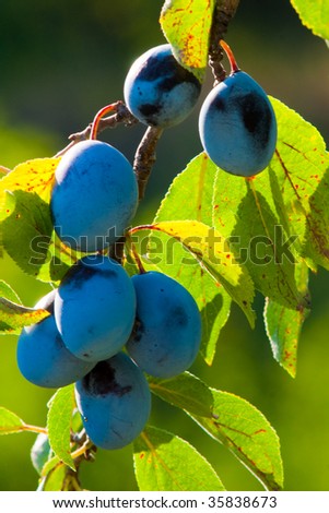 Ripe Plums on branch