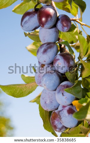 Ripe Plums on branch