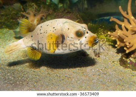 Black Spotted or Dog Faced Puffer fish (Arothron nigropunctatus) in Aquarium