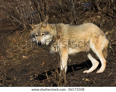 Grey Wolf from Carpathian Mountains
