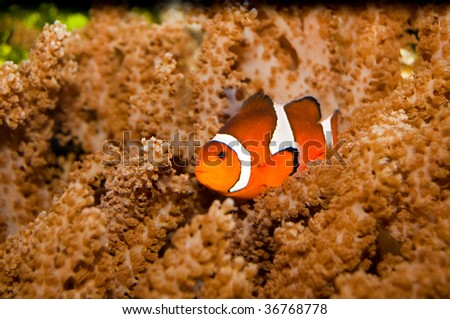 Nemo Clown Fish or False Percula (Amphiprion ocellaris) in Aquarium
