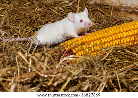 White Lab Mouse with Corn Cob
