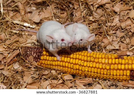 White Lab Mouse kissing on a Corn Cob