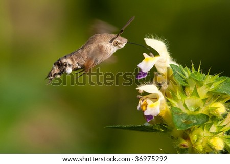 The Hummingbird Hawk-moth (Macroglossum stellatarum) drinking from a flower