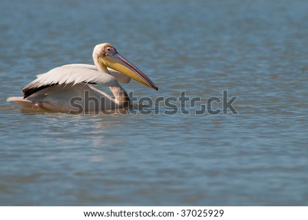 Great White Pelican (Pelecanus onocrotalus) preparing to fly