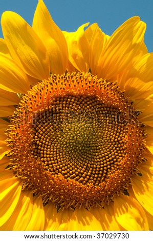 Great Decorative Sunflower