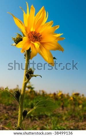 Pygmy Decorative Sunflower