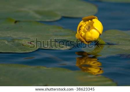 Dock Flower