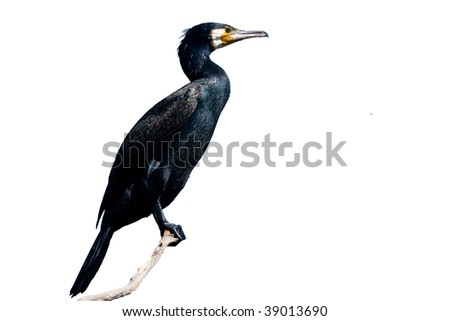 White Cormorant