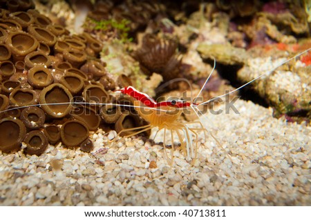 Scarlet Cleaner Shrimp