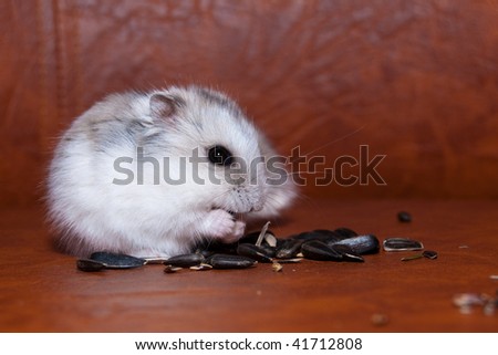 Hamster Eating sunflower seeds