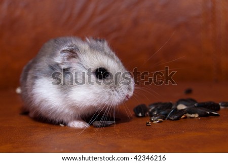 Hamster eating sunflower seeds