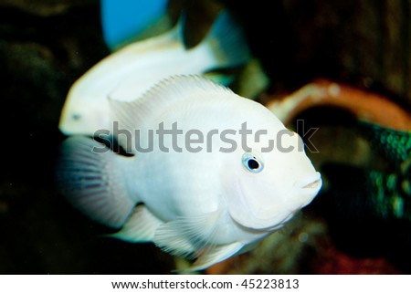 white convict fish