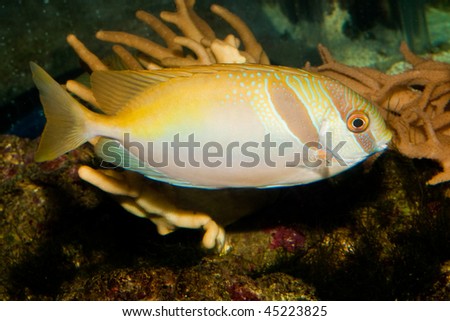 Barred Rabbitfish