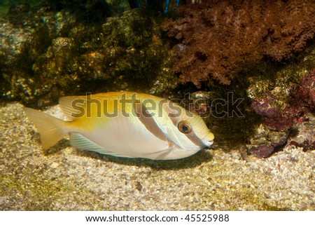 Barred Rabbitfish