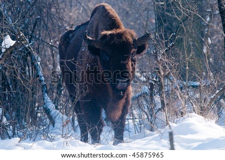 European Bison (Bison bonasus), male, looking in Winter Landscape