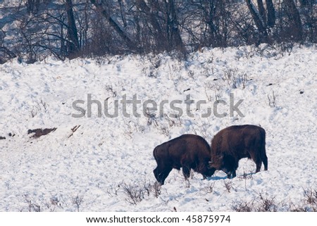 Two European Bisons (Bison bonasus) fighting on Snow in Winter
