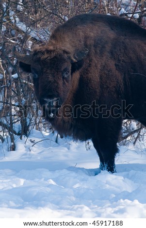 Old Eurpean Bison (Bison bonasus) portrait in Winter