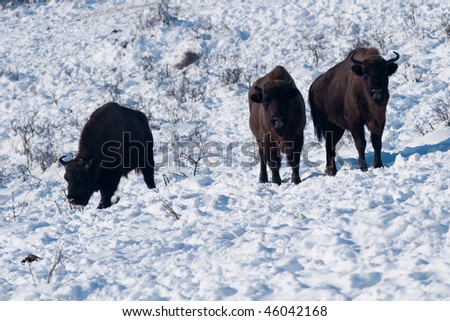 Three European Bisons (Bison bonasus) in Winter