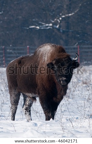 European Bison (Bison bonasus) in Winter