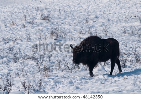 Male of European Bison (Bison bonasus) in Winter Landscape