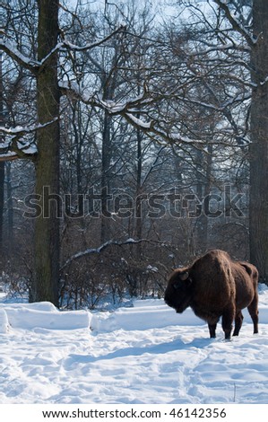 European Bison (Bison bonasus) in forest in Winter time