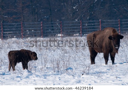 Adult and Calf od European Bison (Bison bonasus) in Winter